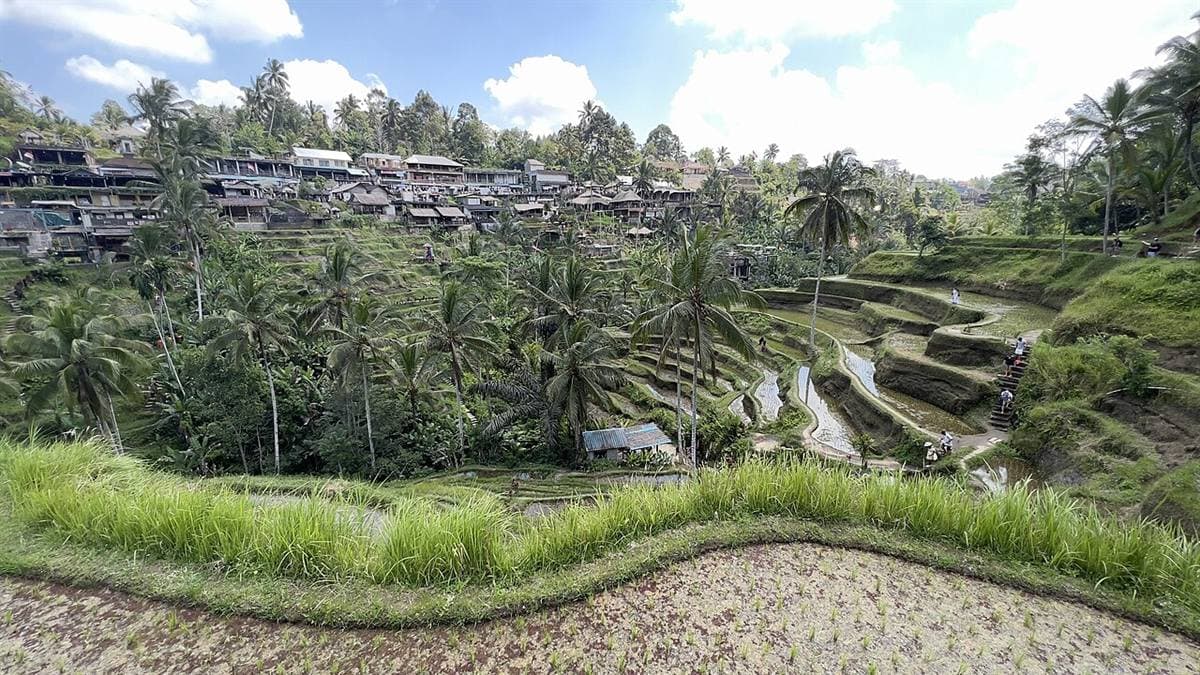 Tegallalang rice terraces