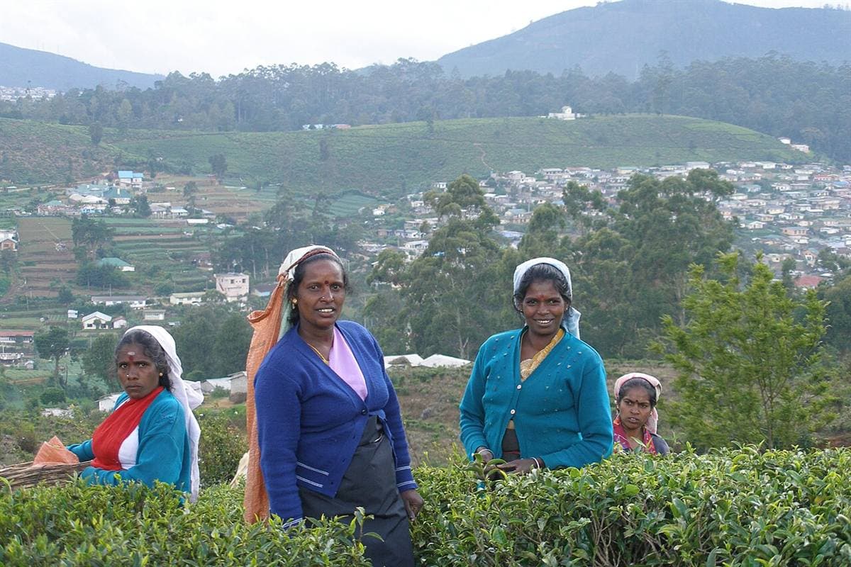 Tea plantations near Nuwara Eliya