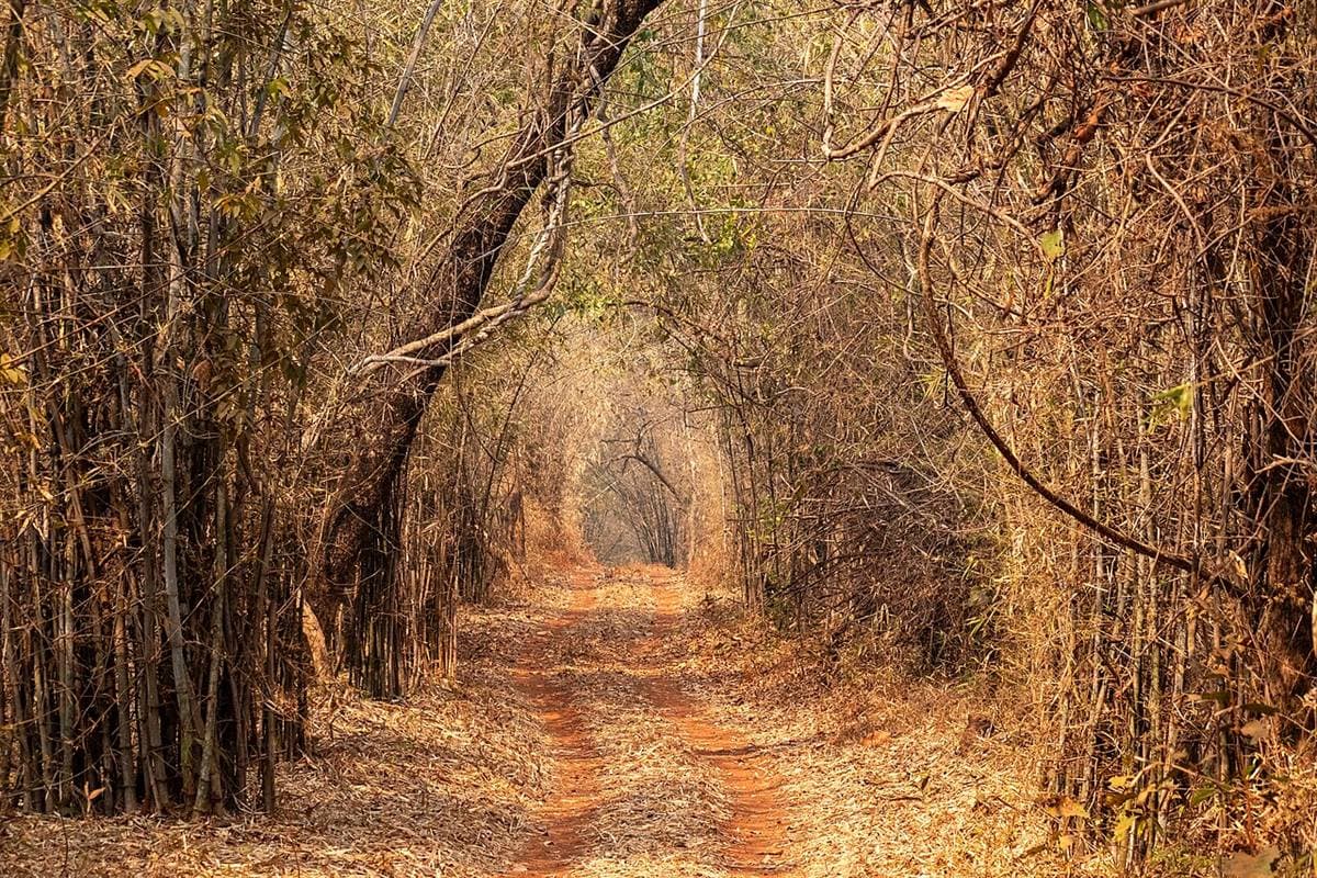 Bamboo forest trail in Tadoba