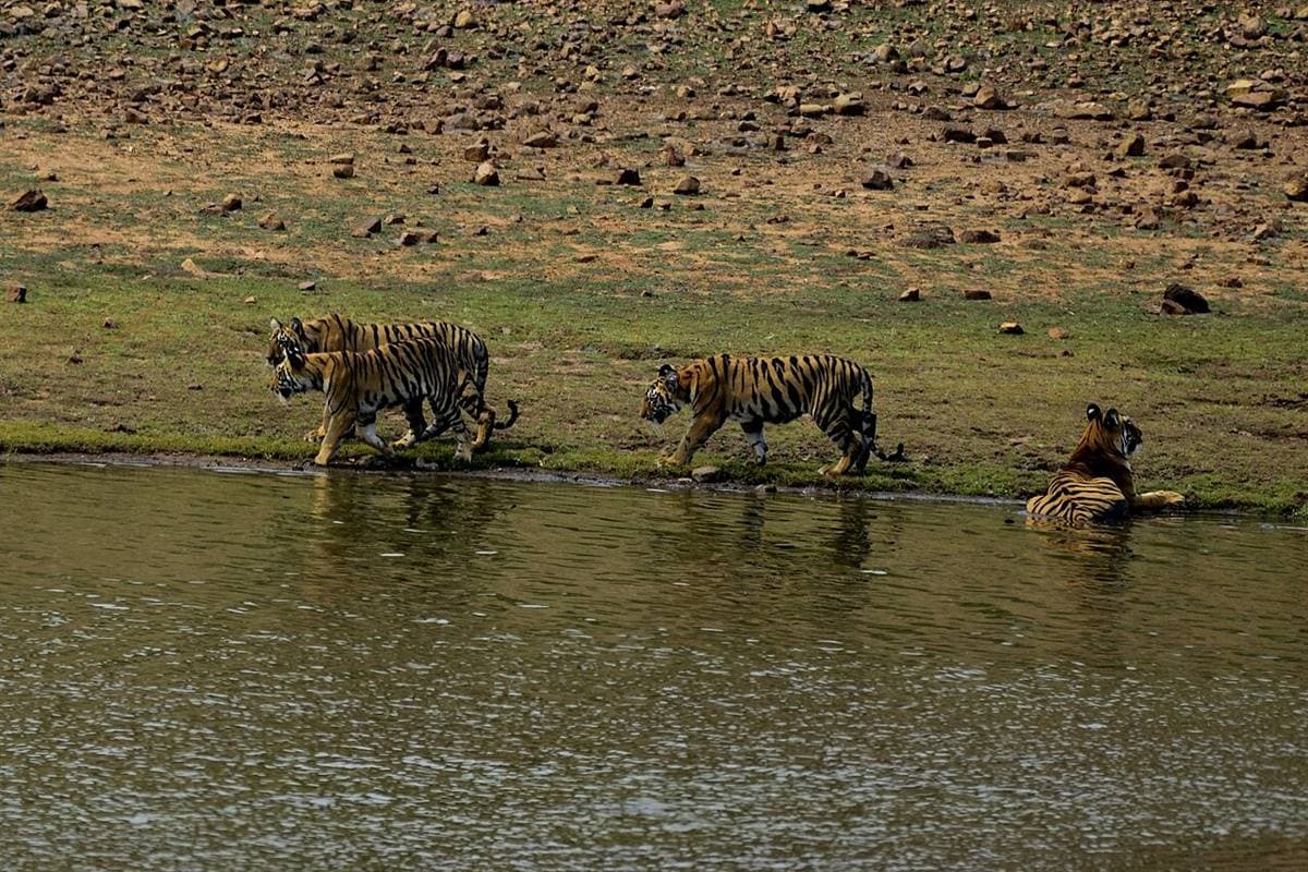A tigress with cubs in Tadoba